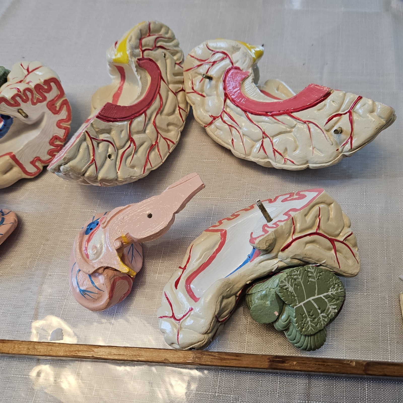 Human Brain Model Anatomy 8 Part Anatomical Brain Model w/Base Doctor’s Office