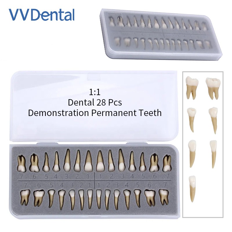 VV Dental 28Pcs 1:1 Permanent Teeth Demonstration Teach Study Model Resin Tooth