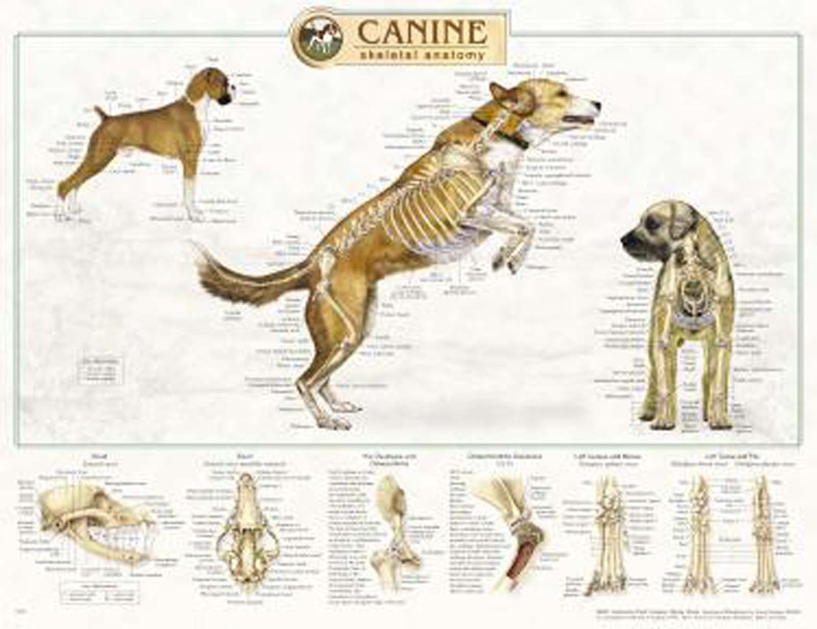 Canine Skeletal Anatomy Laminated Wall Chart #92515 Dog