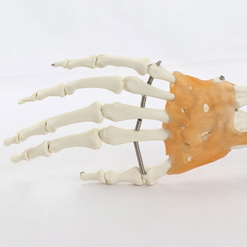 Anatomically Correct Hand Joint Model Flexible Fingers Medicals Art Tool