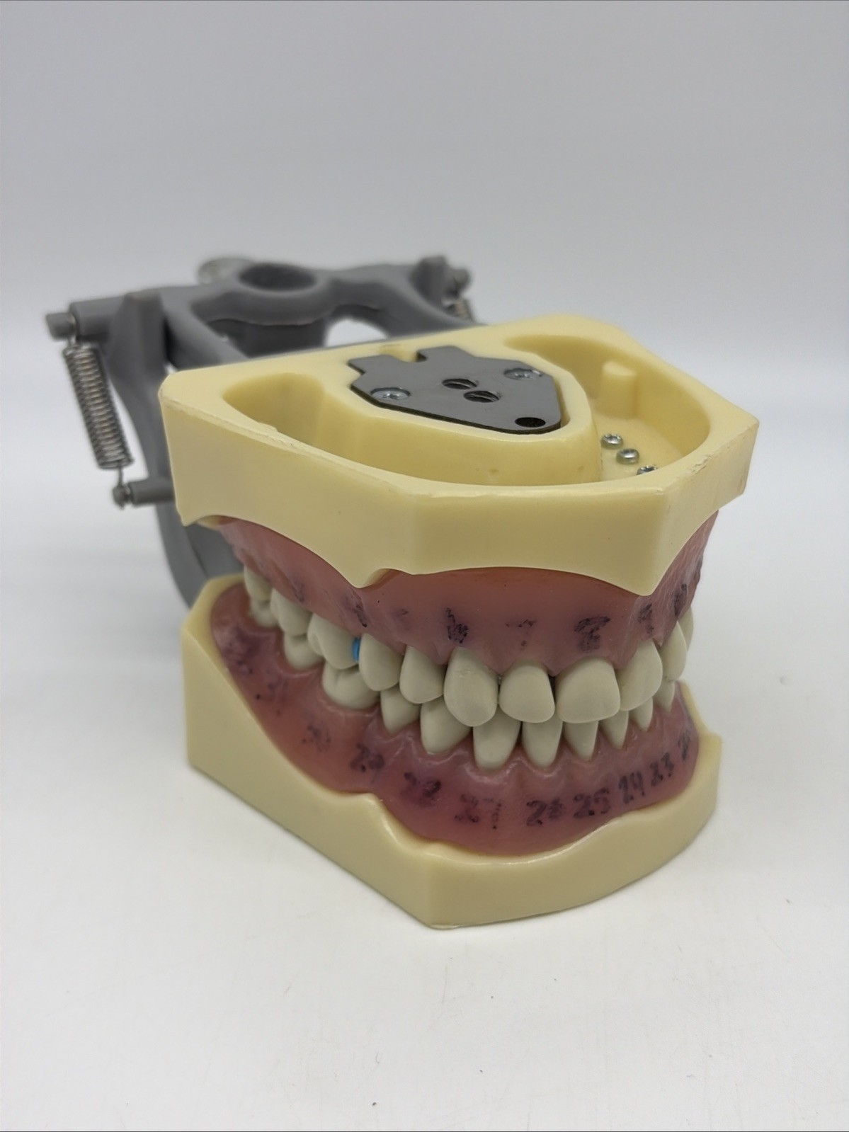 US Columbia Dental Typodont Model 32pcs Removable Teeth Exam
