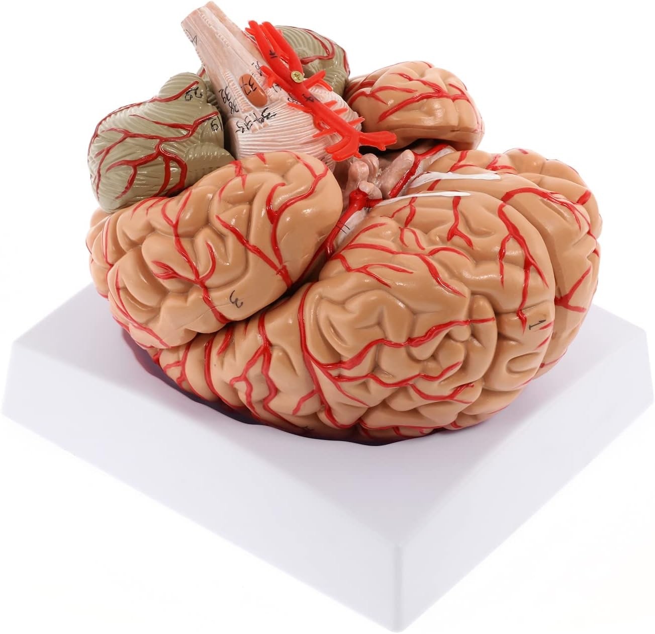 8-Part Life Size Human Brain Model with Display Base for Anatomy Study