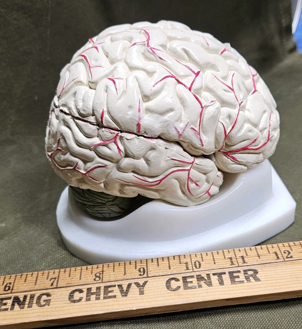 Human Brain Model Anatomy 8 Part Anatomical Brain Model w/Base Doctor’s Office