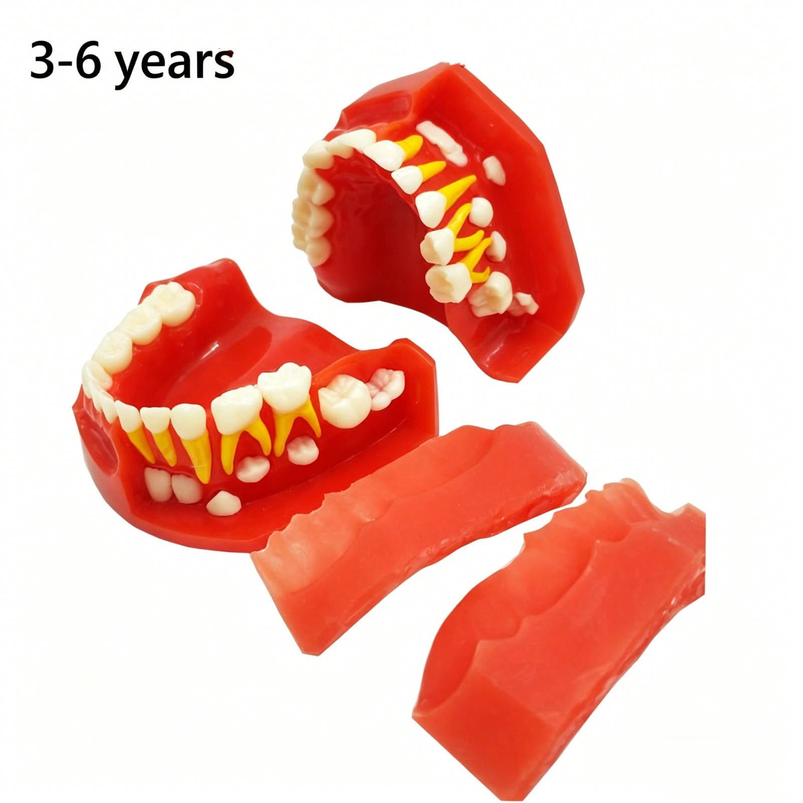 Dental Teaching Pediatrics Teeth Children 3-6Years Old Permanent Alternate Model