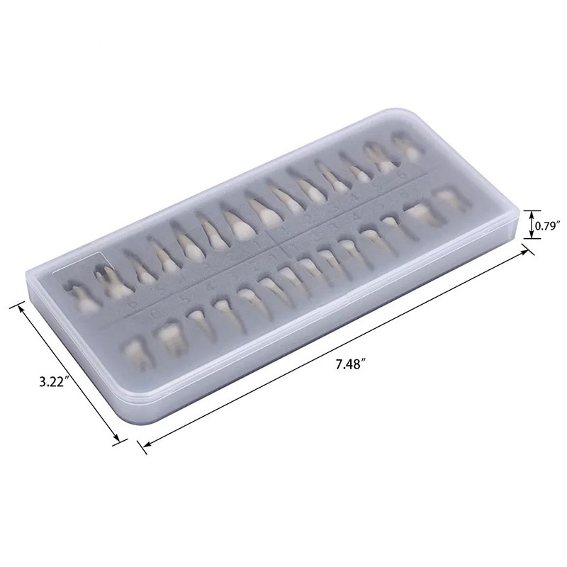 VV Dental 28Pcs 1:1 Permanent Teeth Demonstration Teach Study Model Resin Tooth