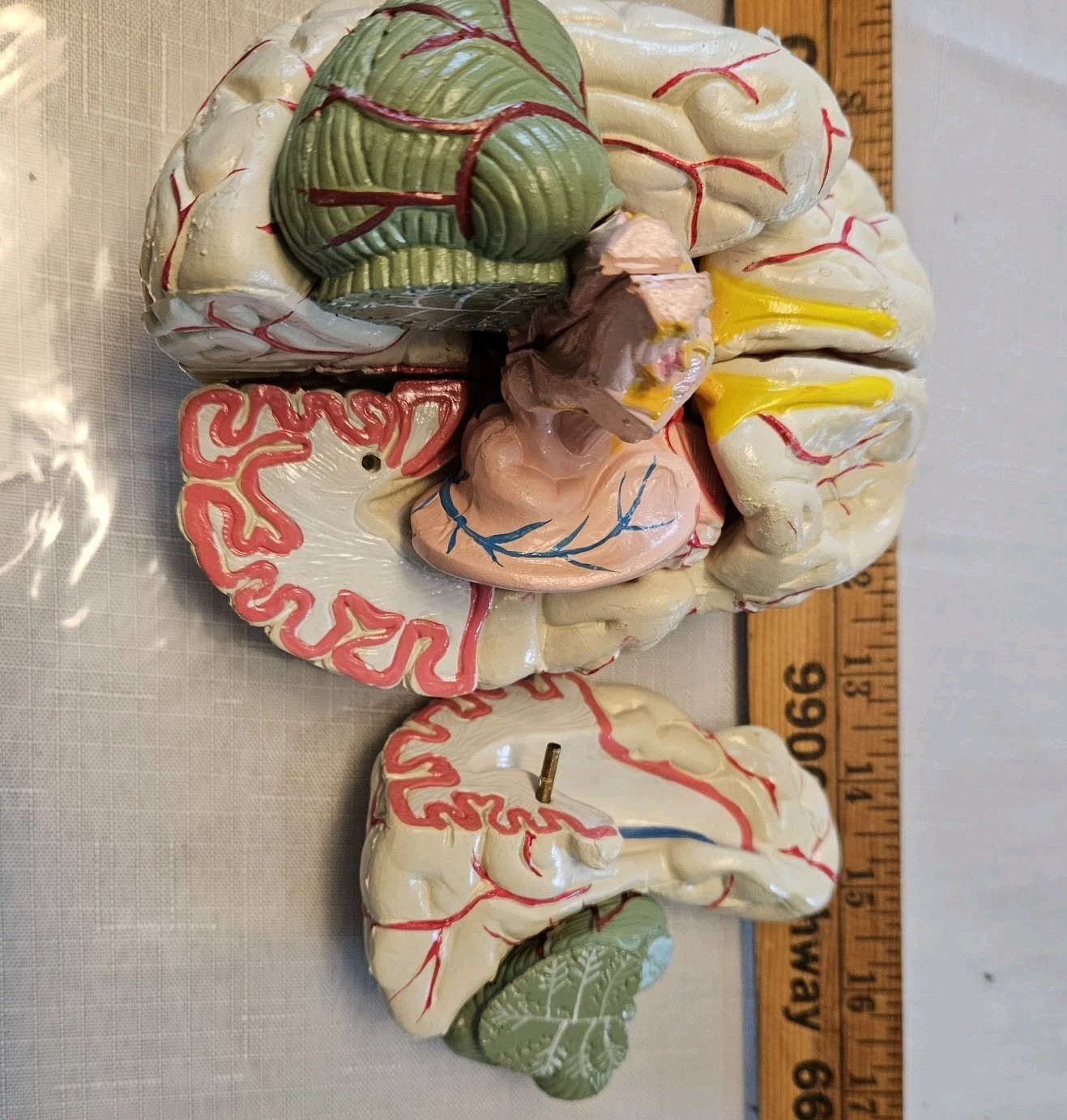 Human Brain Model Anatomy 8 Part Anatomical Brain Model w/Base Doctor’s Office