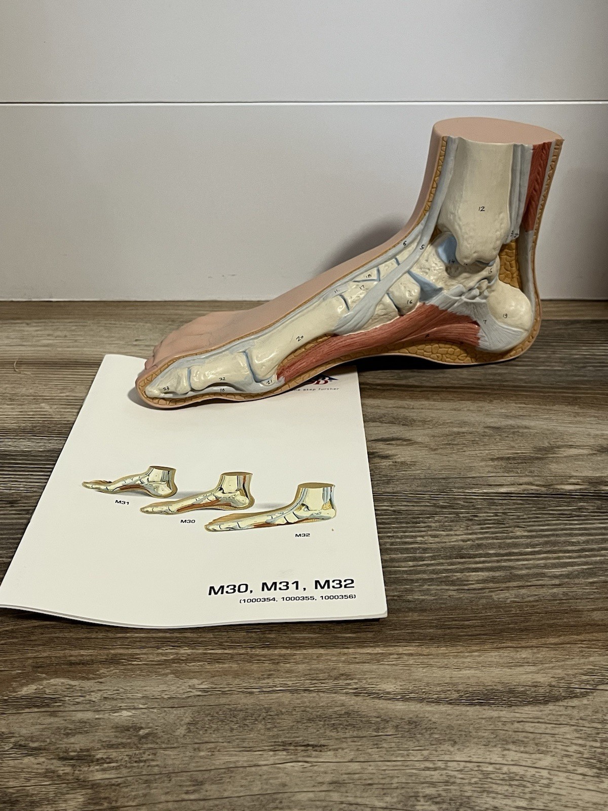 3B Scientific Foot (Pes Planus) Model Anatomical Model Anatomy M30