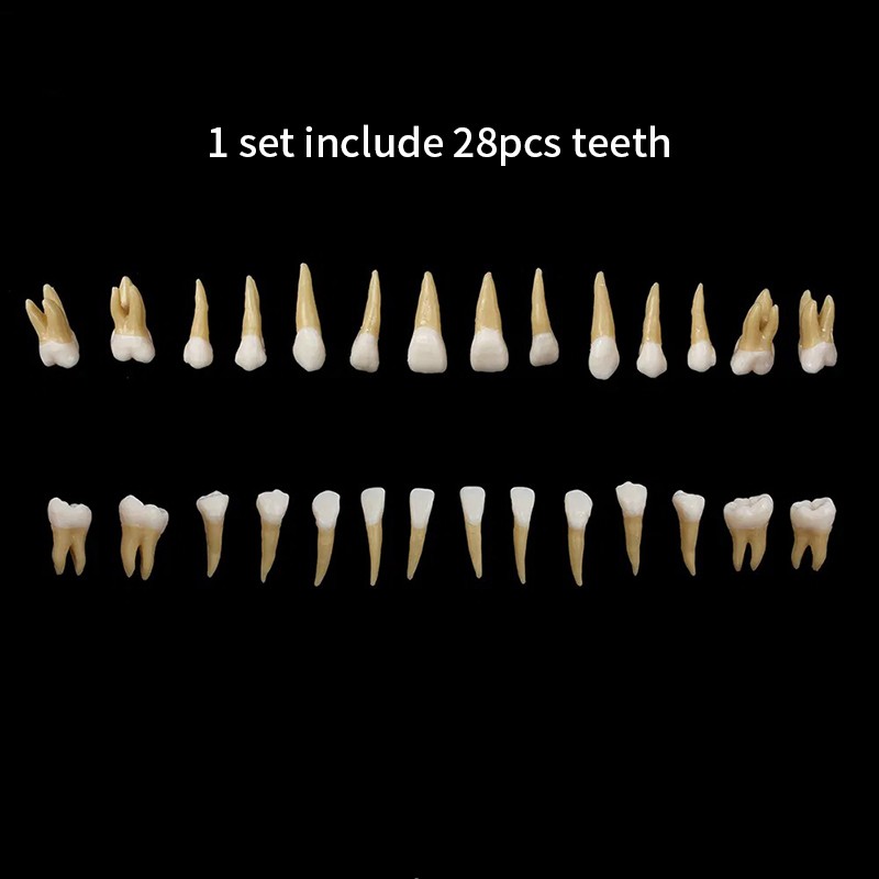 VV Dental 28Pcs 1:1 Permanent Teeth Demonstration Teach Study Model Resin Tooth