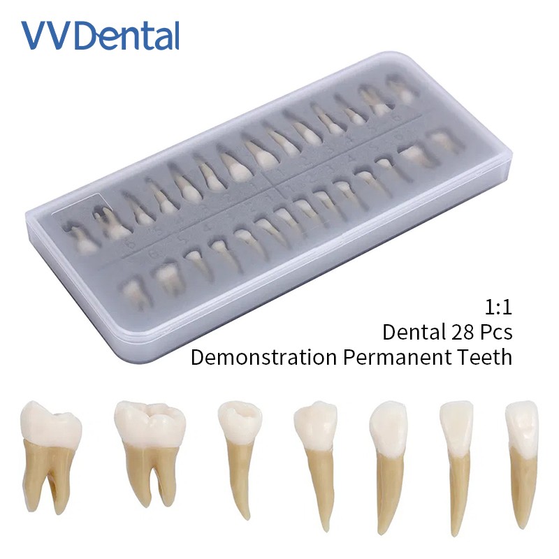 VV Dental 28Pcs 1:1 Permanent Teeth Demonstration Teach Study Model Resin Tooth