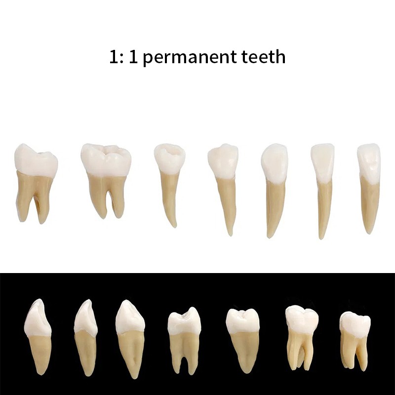 VV Dental 28Pcs 1:1 Permanent Teeth Demonstration Teach Study Model Resin Tooth