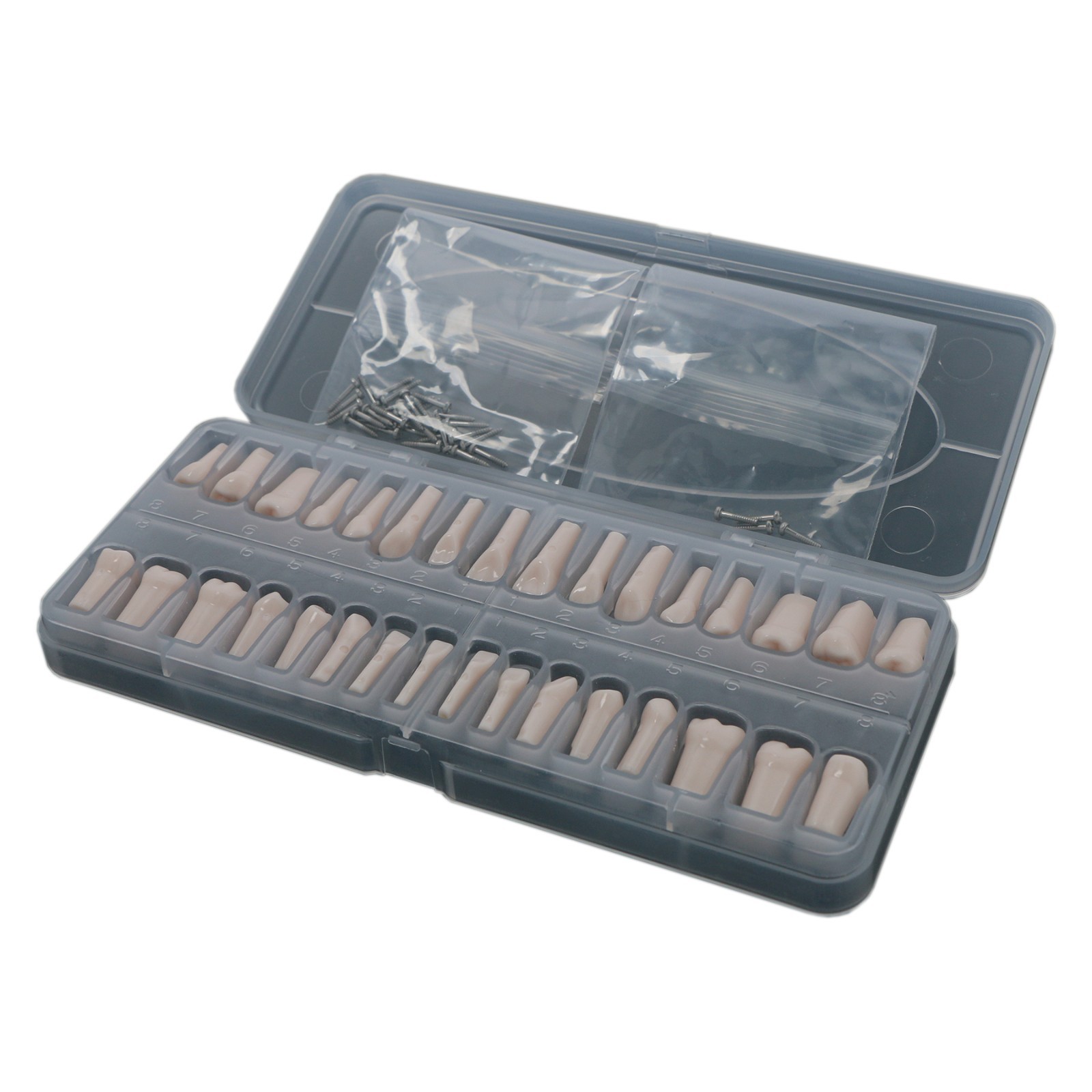 Dental Typodont Replacement Teeth Screw-in Model fit Kilgore NISSIN 200/500 Type