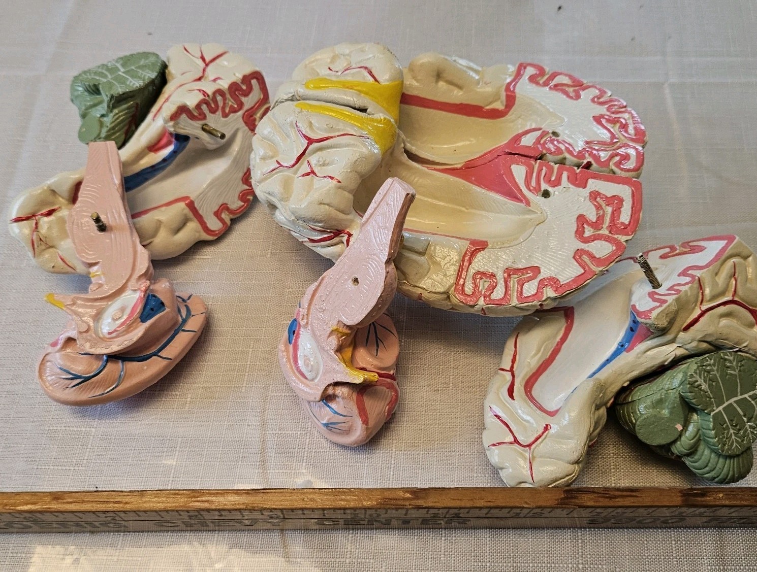 Human Brain Model Anatomy 8 Part Anatomical Brain Model w/Base Doctor’s Office