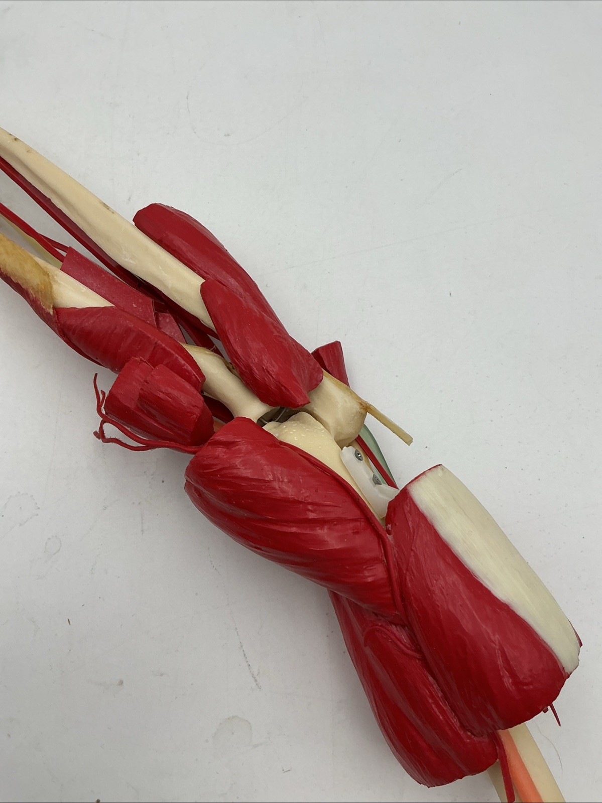 Medical Plastics Laboratory Deluxe Elbow Joint Model with Muscles and Ligaments