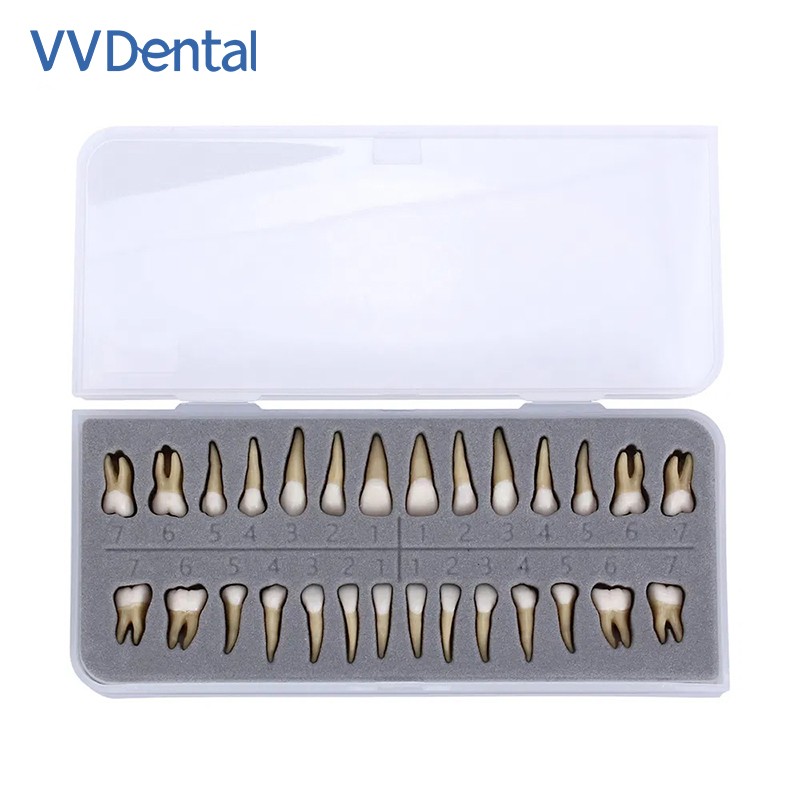 VV Dental 28Pcs 1:1 Permanent Teeth Demonstration Teach Study Model Resin Tooth