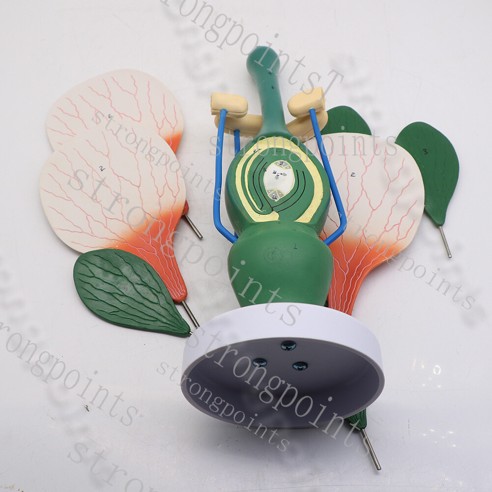 Plant flower peach model dicotyledon flower structure biology teaching display~