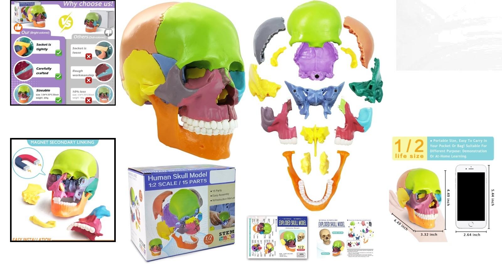 Palm-Sized Detachable Skull Model – Perfect for Anatomy Studies and Education