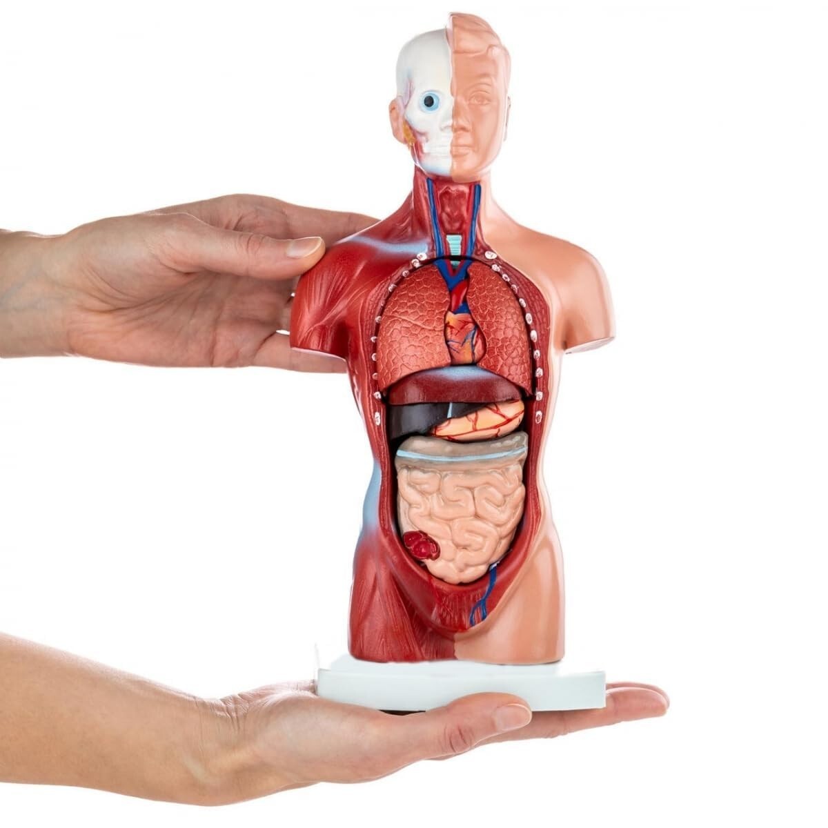 Mini Human Torso Model With 15 Removable Parts | Made Up Of Unbreakable PVC