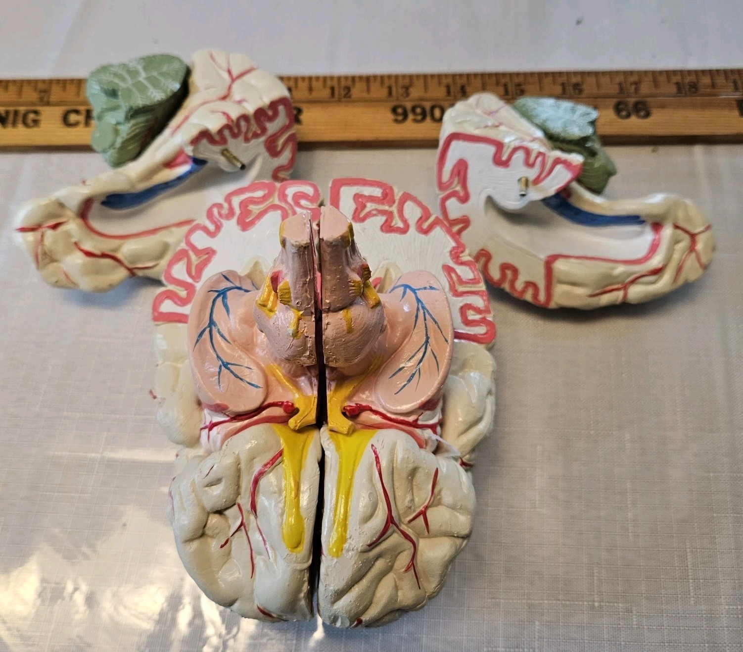 Human Brain Model Anatomy 8 Part Anatomical Brain Model w/Base Doctor’s Office