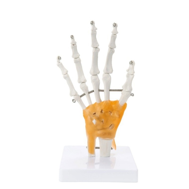 Anatomically Correct Hand Joint Model Flexible Fingers Medicals Art Tool