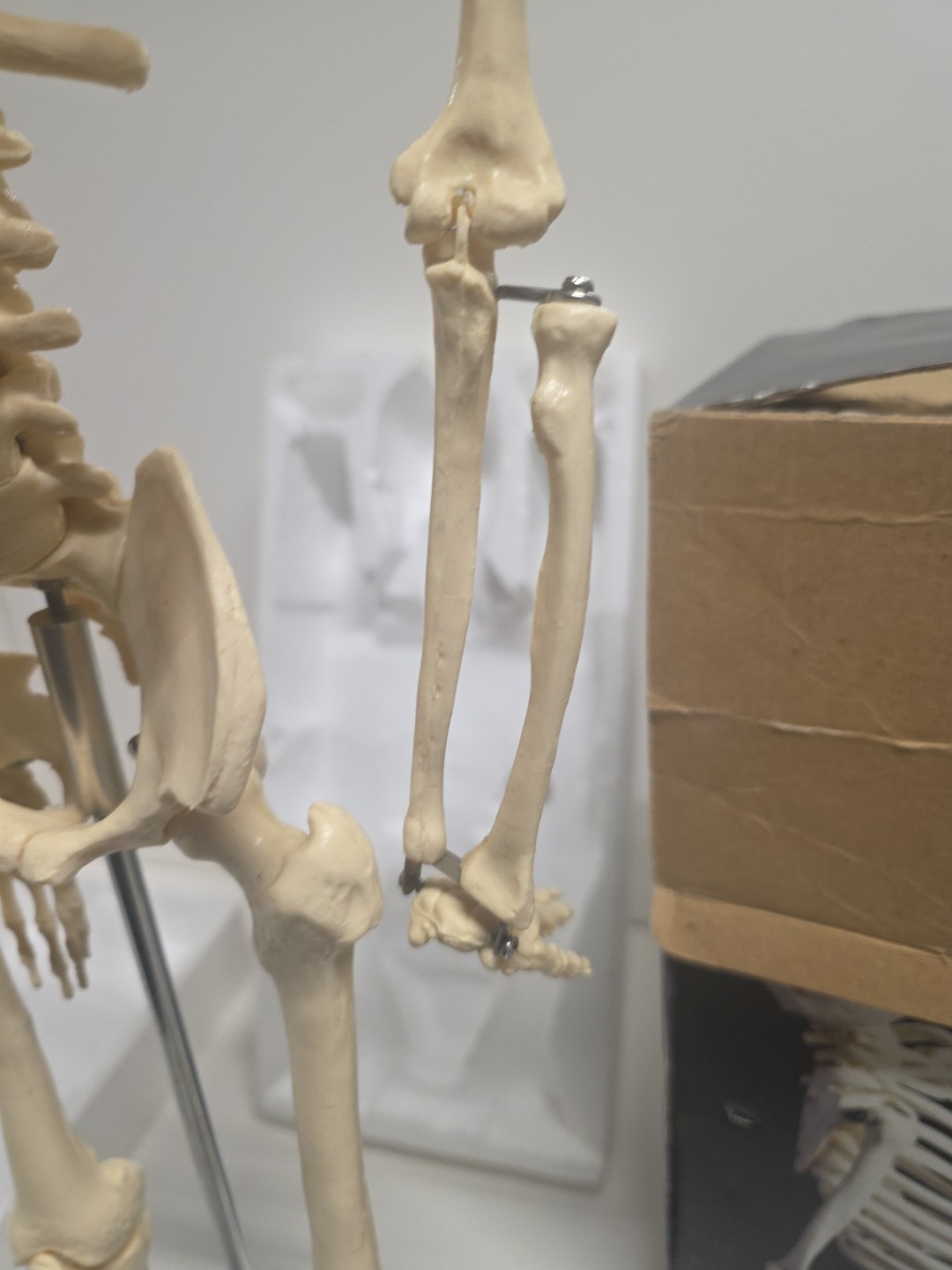 33” Anatomical Chart Co Human Skeleton Teaching Dr Office Mr Thrifty