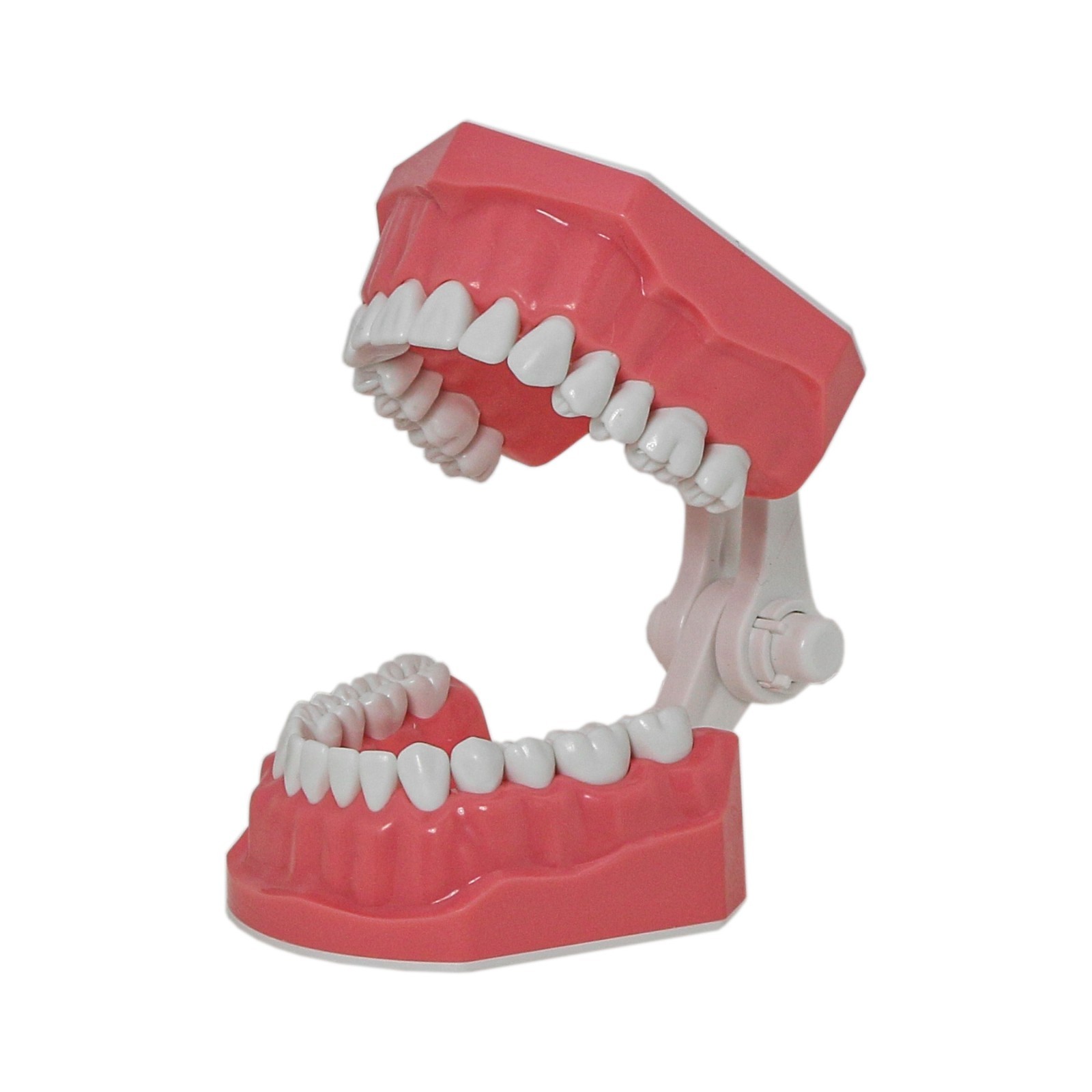 Dental Typodont Orthodontic Teeth Model with Brackets Brushing Flossing Practice