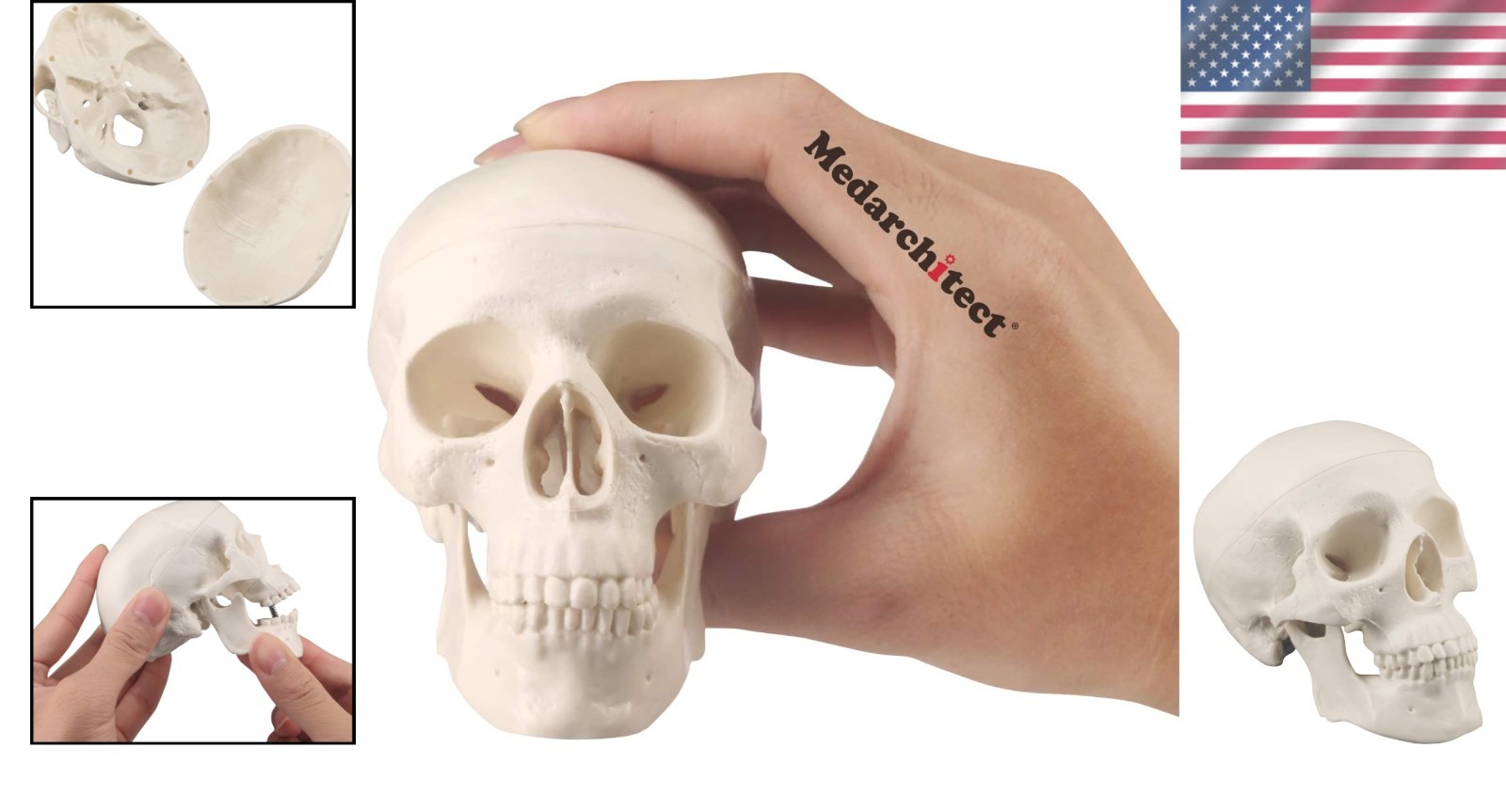 Mini Skull Model Small Size Human Anatomy Skull Model with Moving Jaw and Art…
