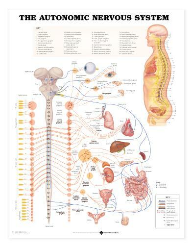 AUTONOMIC Nervous System Laminated Chart 20″ x 26″ Professional LFA #98026
