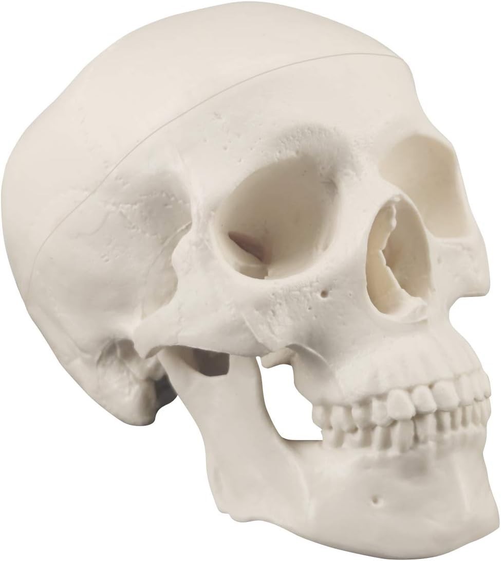 Mini Skull Model Small Size Human Anatomy Skull Model with Moving Jaw and Art…