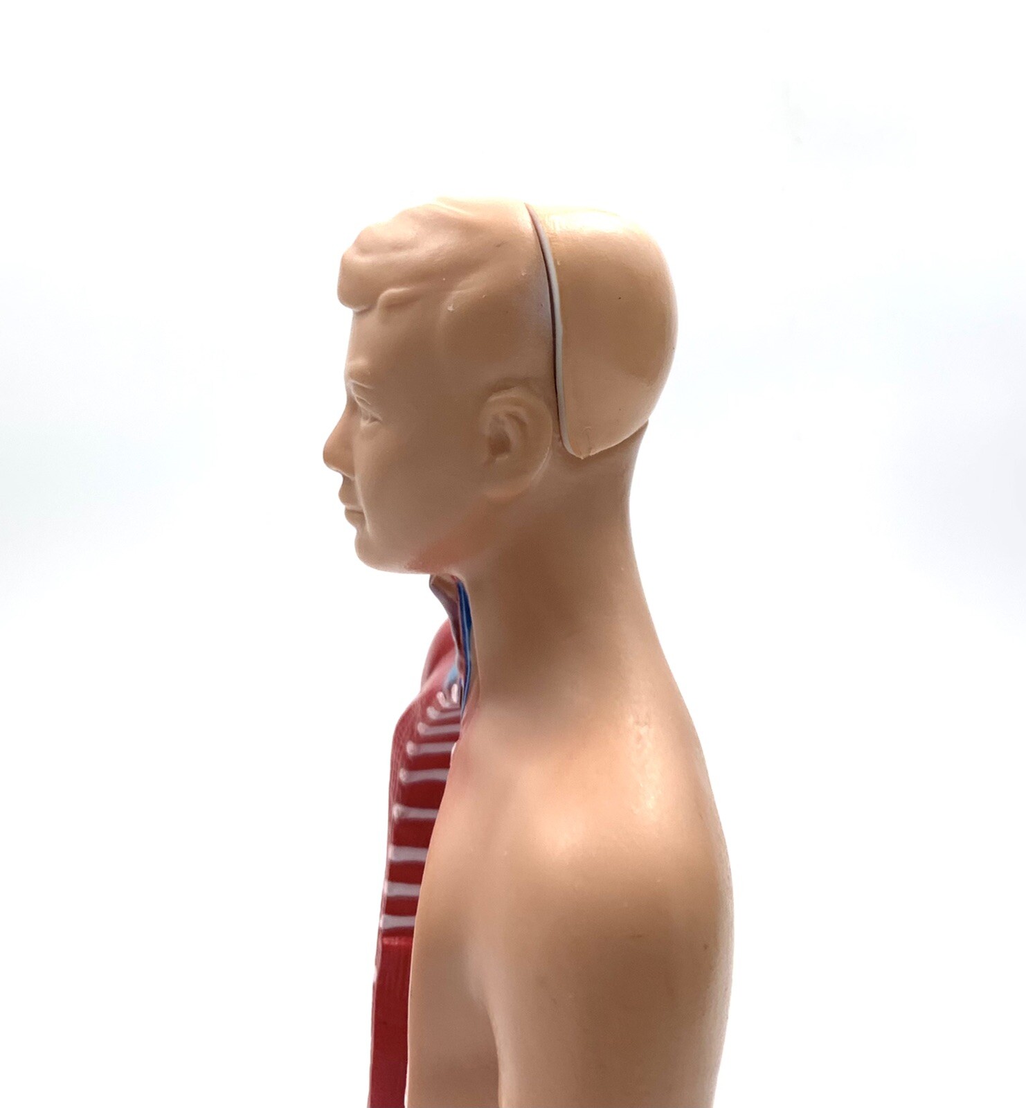 Model Human Body Torso Anatomy For School Science Teacher Doctor Office Decor