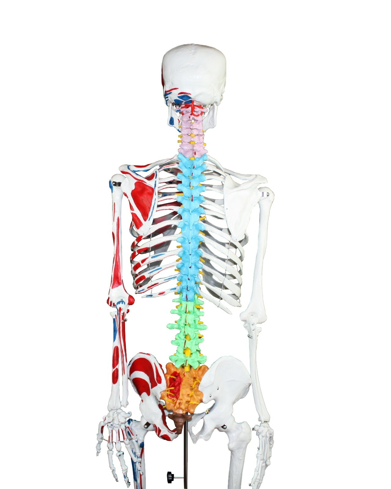 VISION VAS200-DC Full Size Skeleton W Hand Painted Muscle, Color-Coded Vertebrae