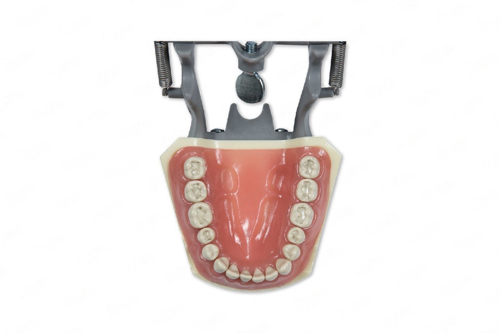 DENTAL TYPODONT MODEL 860 PREP TEETH MODEL FITS COLUMBIA BRAND REMOVABLE TEETH