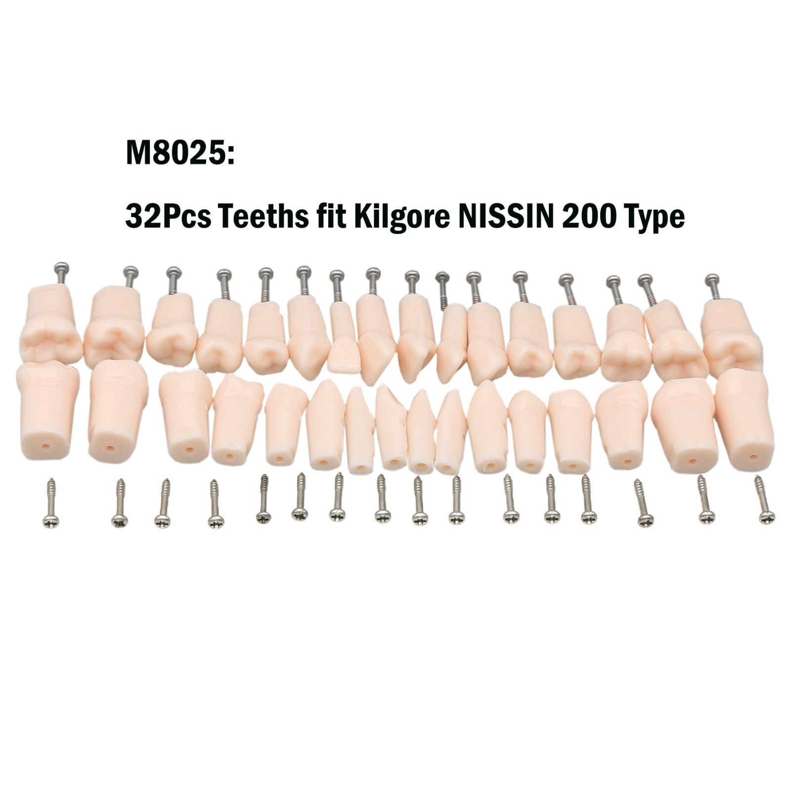 Dental Typodont Replacement Teeth Screw-in Model fit Kilgore NISSIN 200/500 Type