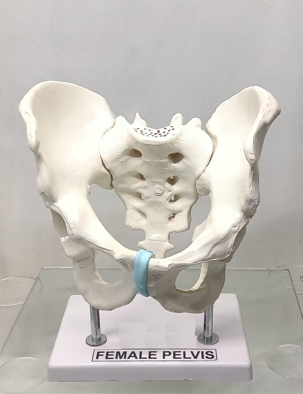Female Pelvis Anatomical Model, 2 Parts on stand (Made with PVC unbreakable)