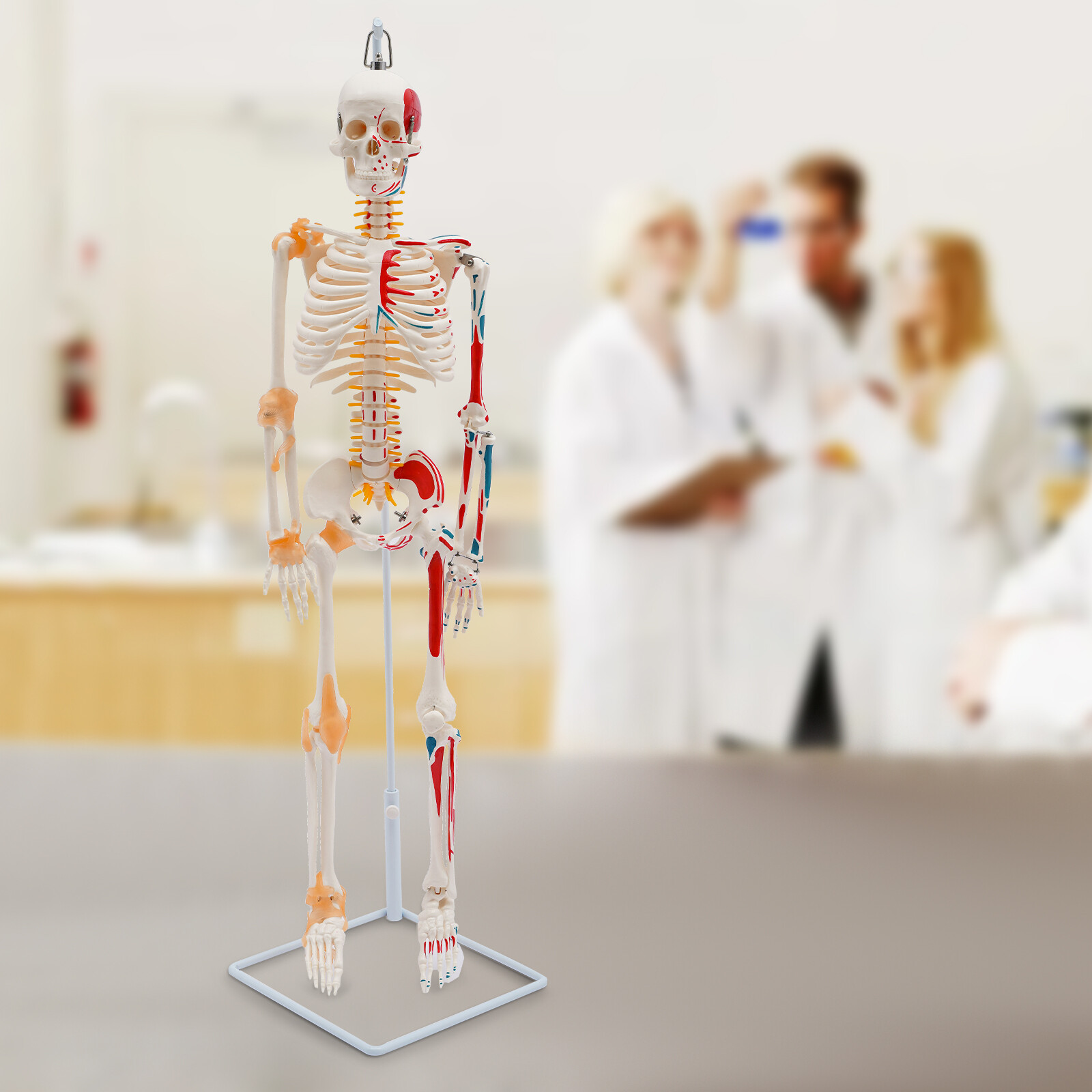 34″ Hanging Style Human Skeleton Model For Doctors’ Office or Anatomy Classroom