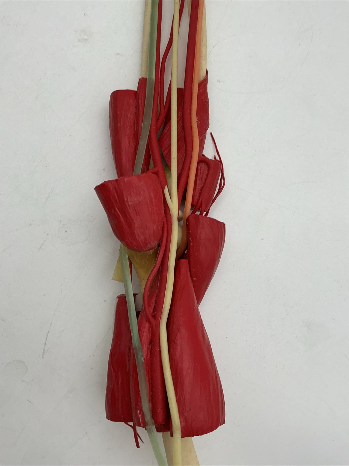 Medical Plastics Laboratory Deluxe Elbow Joint Model with Muscles and Ligaments