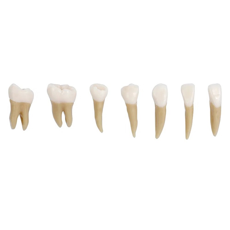 VV Dental 28Pcs 1:1 Permanent Teeth Demonstration Teach Study Model Resin Tooth