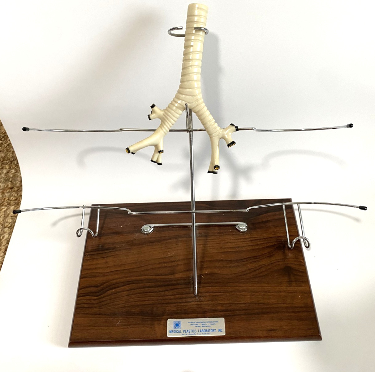 Medical Plastics Laboratory Lung Model on Stand – Anatomy Foam Sections Vintage
