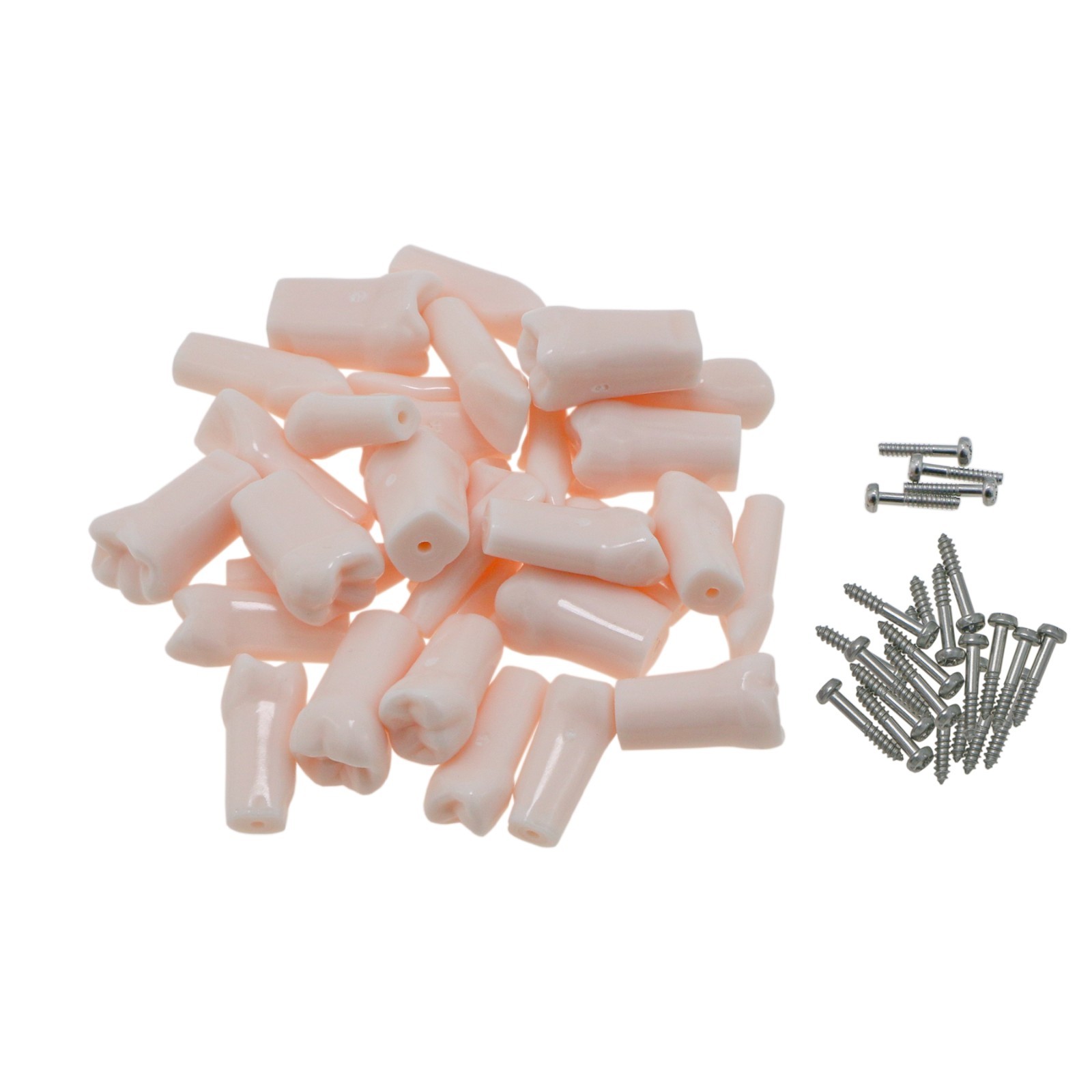 Dental Typodont Replacement Teeth Screw-in Model fit Kilgore NISSIN 200/500 Type