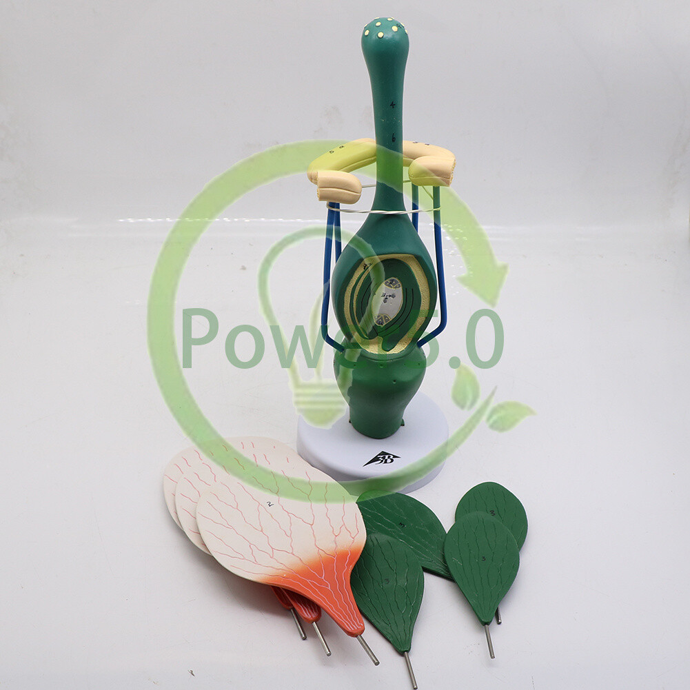 Plant flower peach model dicotyledon flower structure biology teaching display