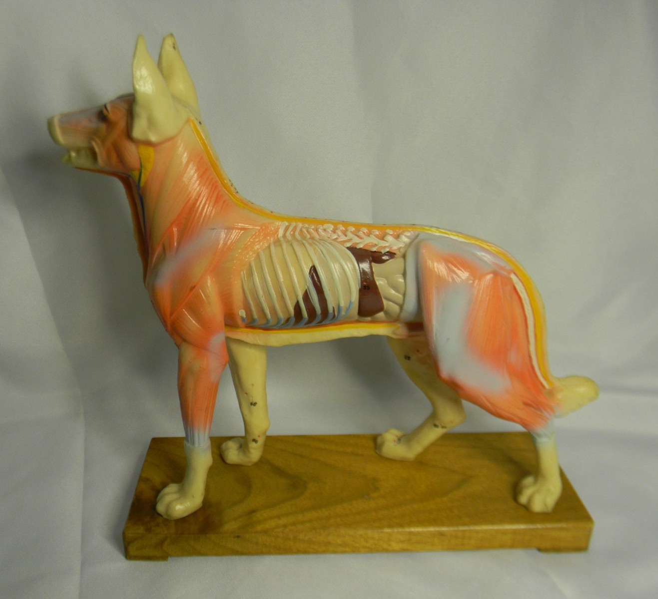 Dog Acupuncture Model Veterinary Medical