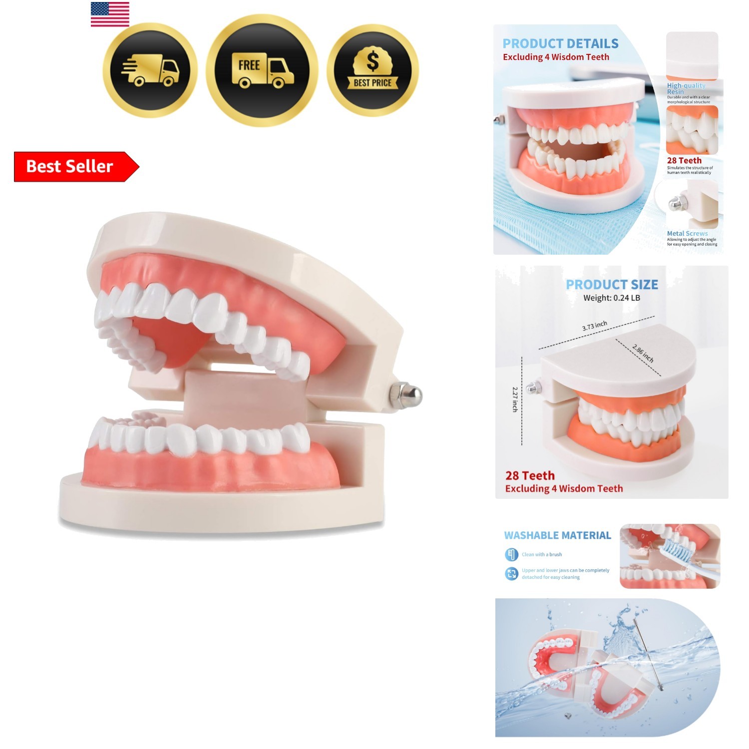 Dental Teeth Model Standard 28 Typodont Dental Model, Adult Teeth Models for …