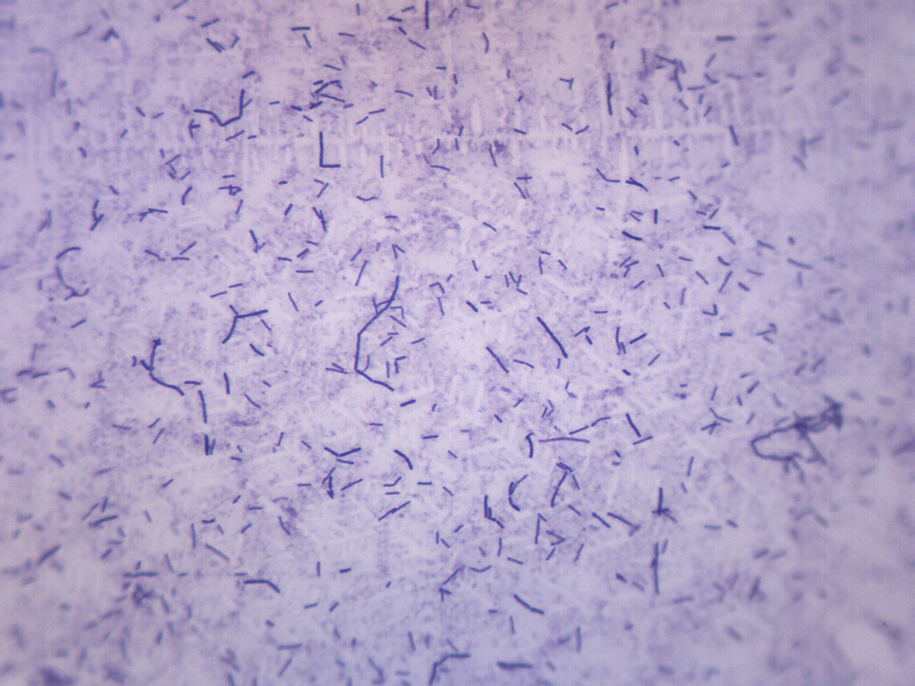 10PK Bacillus Subtilis, Gram Positive – Microscope Slides – 75x25mm – Eisco Labs