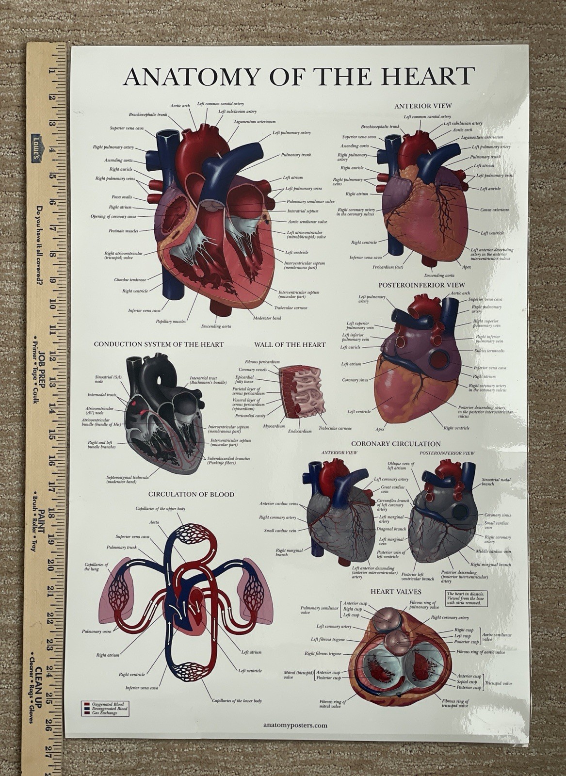 Heart – Laminated 18″X27” Anatomy Human Heart – Double Sided – Human Body