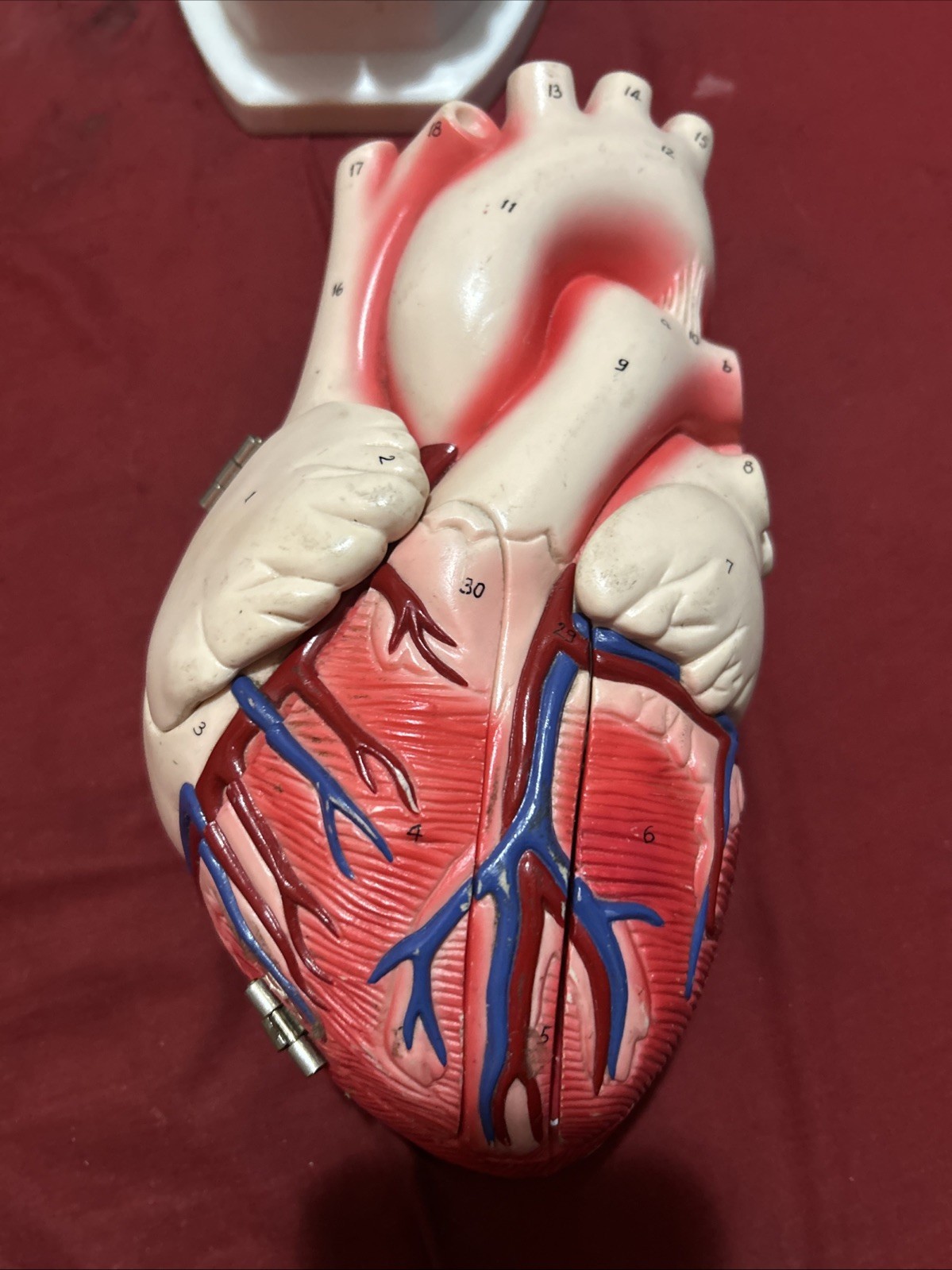 Vintage Model Human Heart Denoyer-Geppert w/ Flaps Norvasc Doctor Office Prop