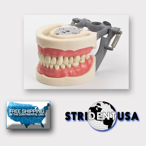 DENTAL TYPODONT MODEL 200 WITH REMOVABLE TEETH KILGORE NISSIN TYPE 5 FREE MOLARS