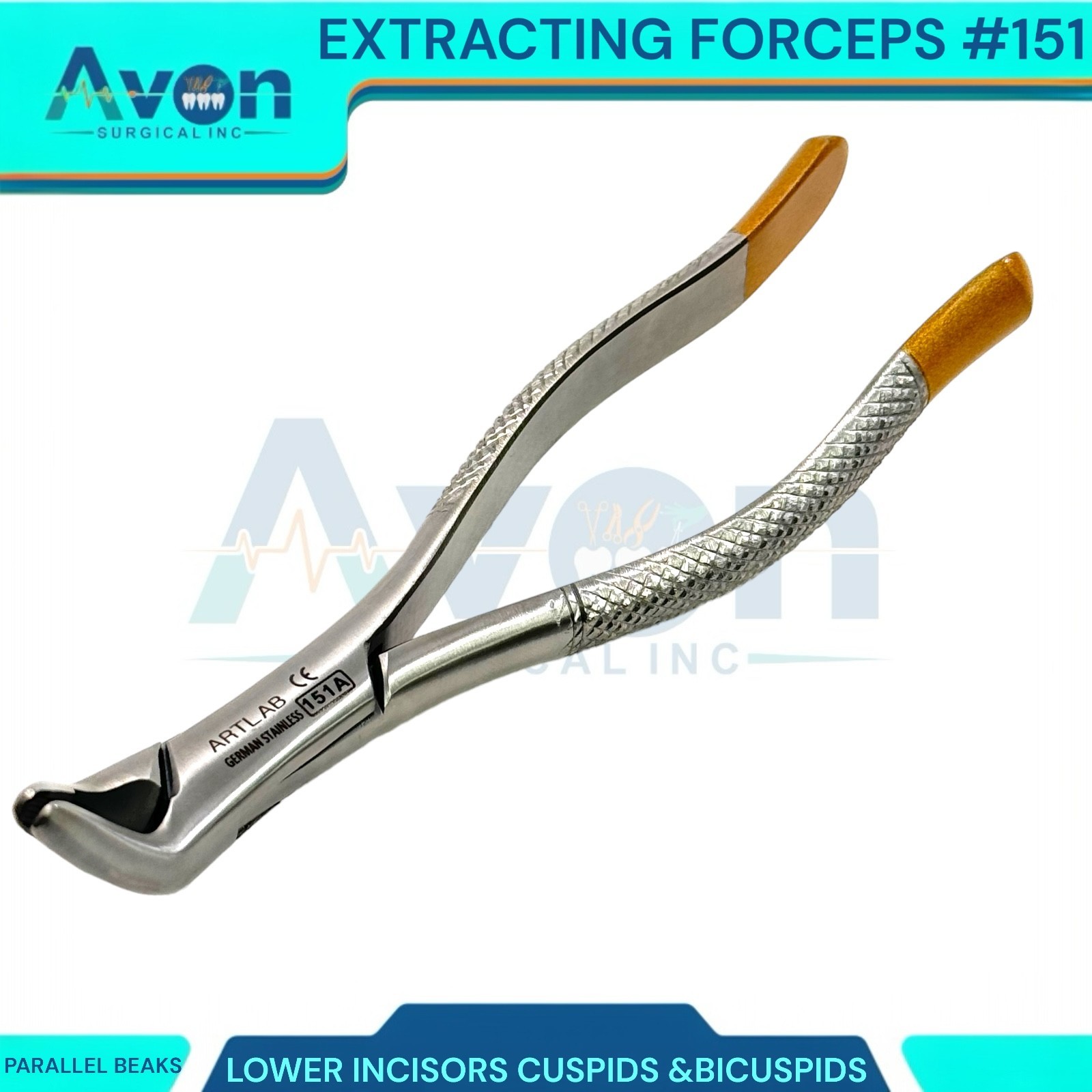 1PC – Dental Extraction Univeral Forceps #151A – Gold Tip Handle – Premium