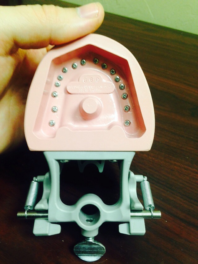 Columbia 660 Dental Model Class I Perfect Dentition Patient Education