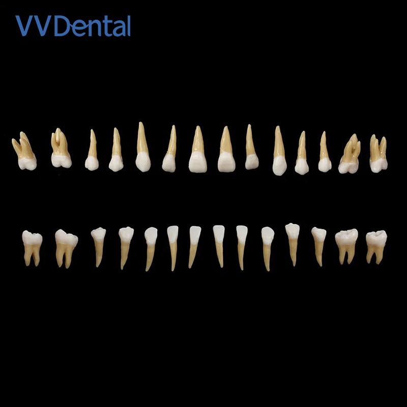 VV Dental 28Pcs 1:1 Permanent Teeth Demonstration Teach Study Model Resin Tooth