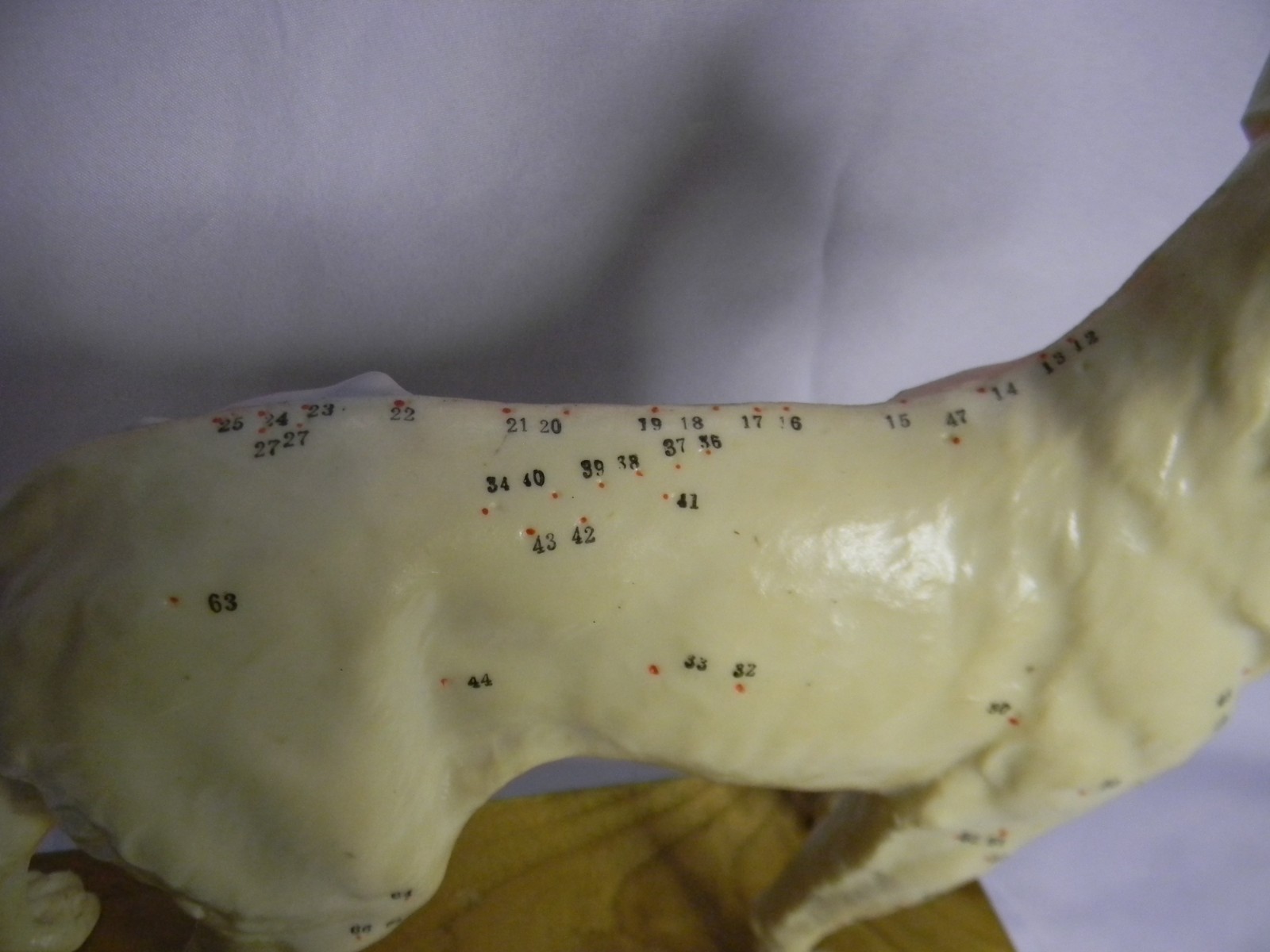 Dog Acupuncture Model Veterinary Medical