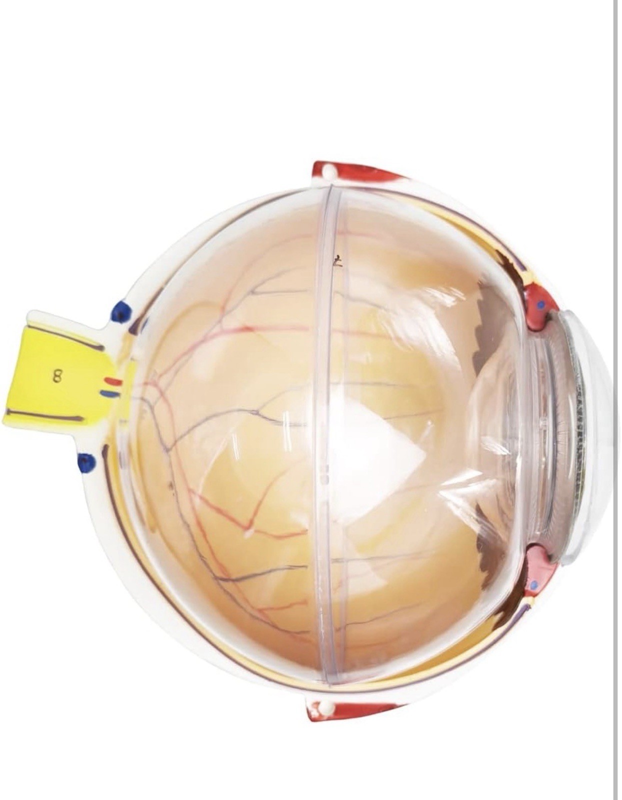 6X Enlarged Human Eye Anatomical Model – Accurate Anatomy for Science Classro…